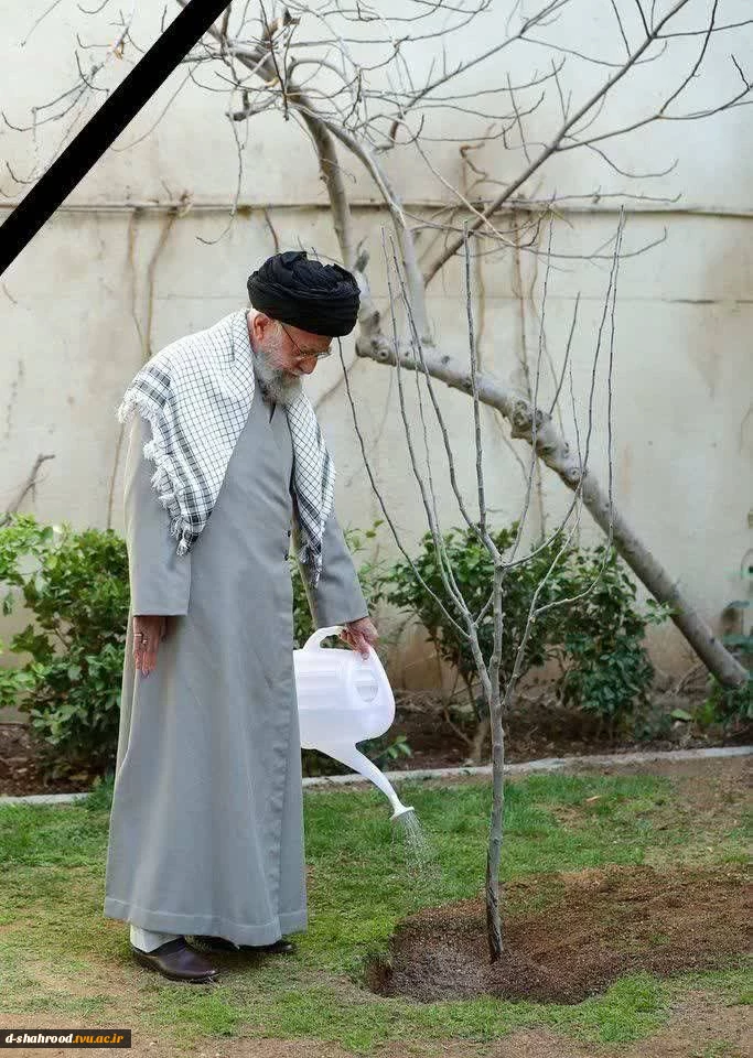 جای خالی آن جانباز شهید در روز درختکاری
 2