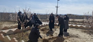 جای خالی آن جانباز شهید در روز درختکاری
 3